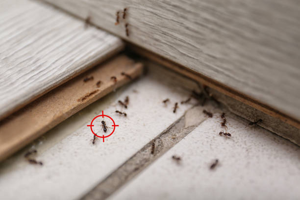 Best Pest Prevention Services  in Lackland Af, TX