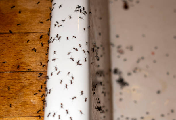 Best Ant Control Services  in Lackland Af, TX